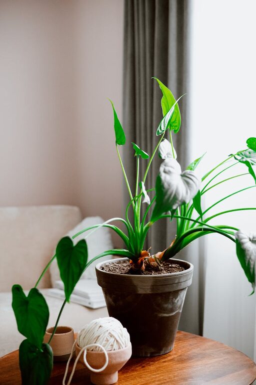 The Benefits of Indoor Plants and How to Care for Them